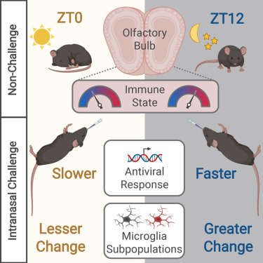 Illustration showing neuroinflammation-related transcripts are rhythmically expressed in the olfactory bulb